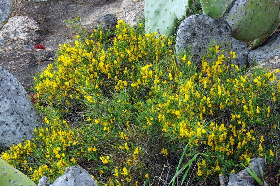 Genista cadasonensis / Ginestra della Sardegna